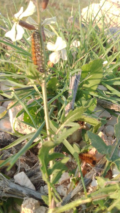 مشاركاتي في أنت الراصد