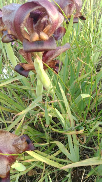 مشاركاتي في أنت الراصد