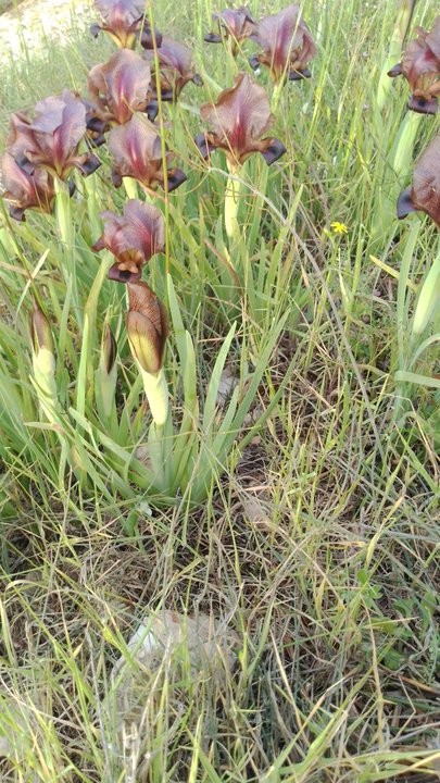 مشاركاتي في أنت الراصد