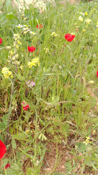 مشاركاتي في أنت الراصد