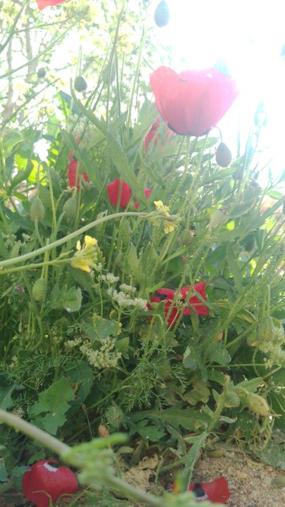 مشاركاتي في أنت الراصد