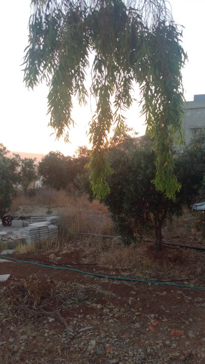 مشاركاتي في أنت الراصد