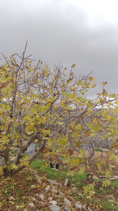 مشاركاتي في أنت الراصد