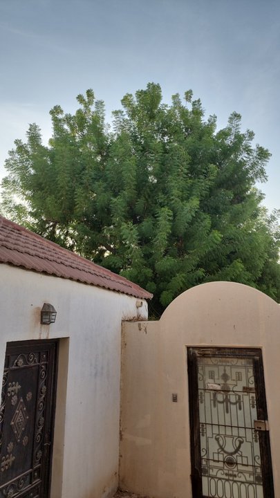 مشاركاتي في أنت الراصد