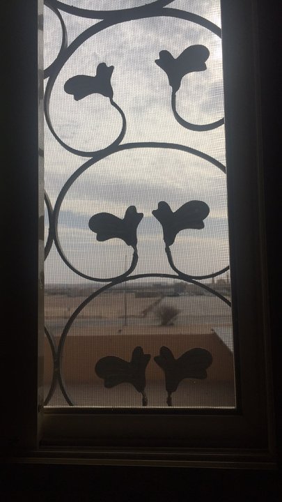 مشاركاتي في أنت الراصد