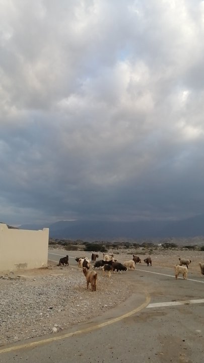 مشاركاتي في أنت الراصد