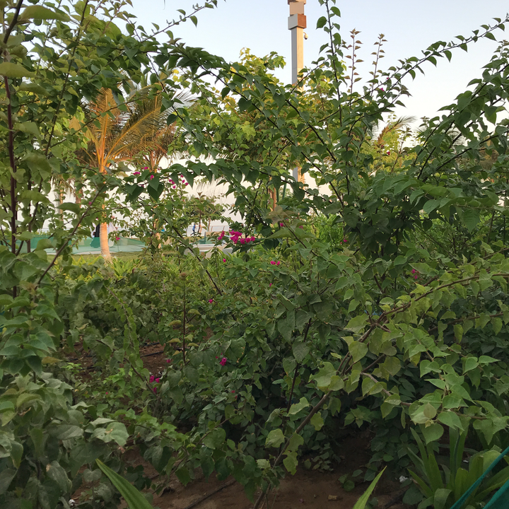 مشاركاتي في أنت الراصد