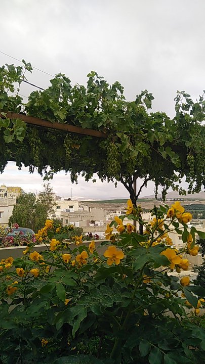 مشاركاتي في أنت الراصد