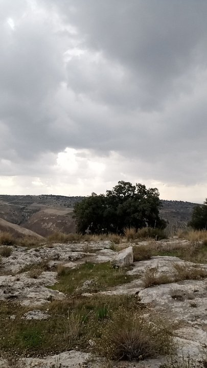 مشاركاتي في أنت الراصد