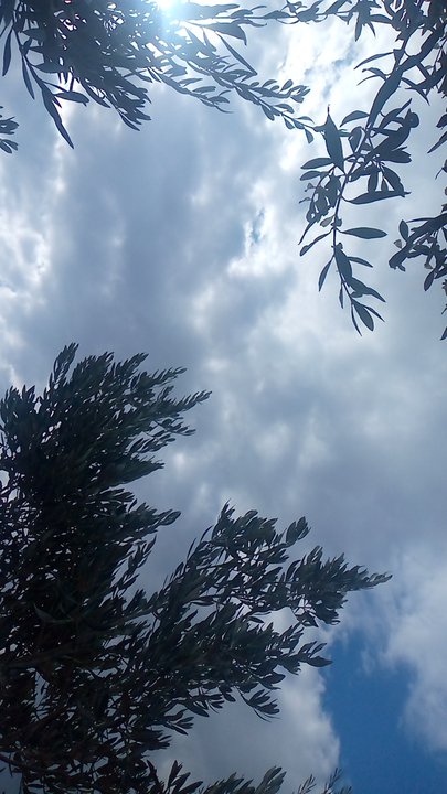 مشاركاتي في أنت الراصد