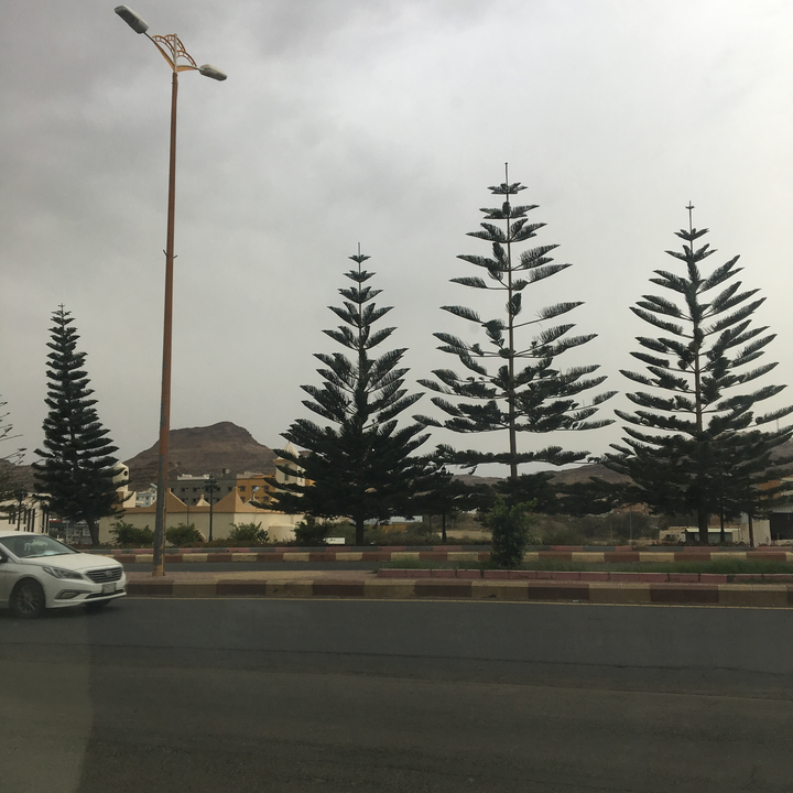 مشاركاتي في أنت الراصد