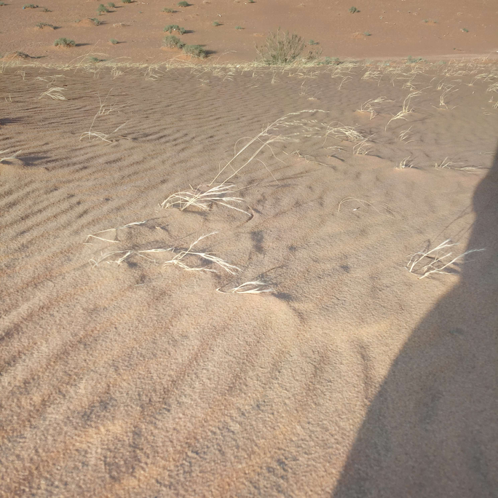 مشاركاتي في أنت الراصد