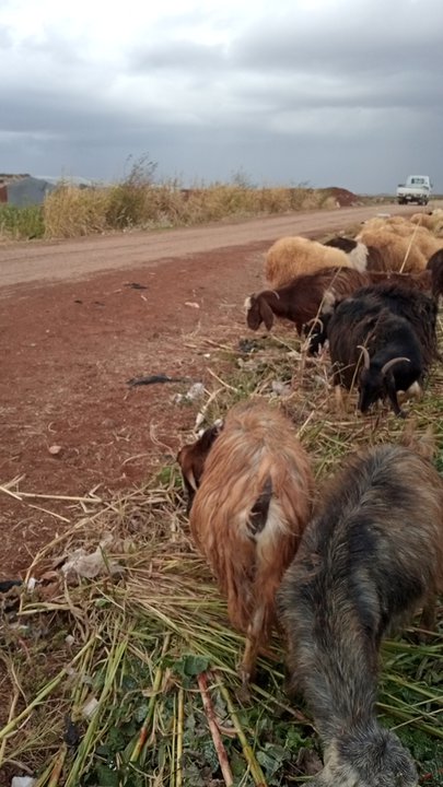 مشاركاتي في أنت الراصد