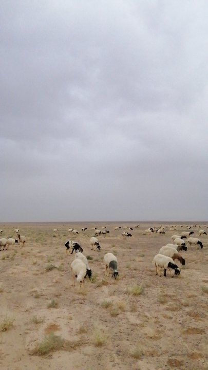 مشاركاتي في أنت الراصد