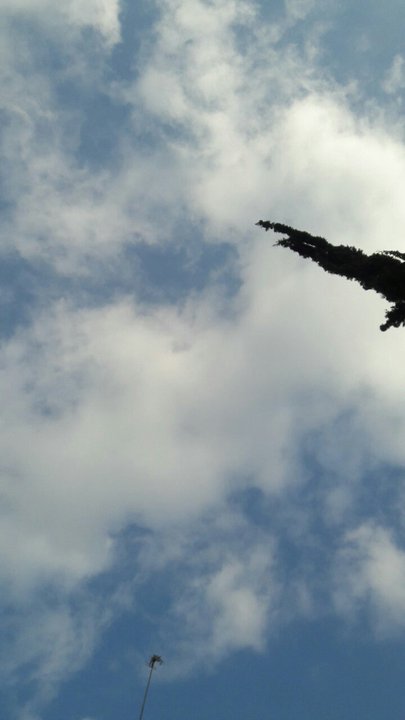 مشاركاتي في أنت الراصد