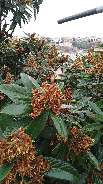 مشاركاتي في أنت الراصد