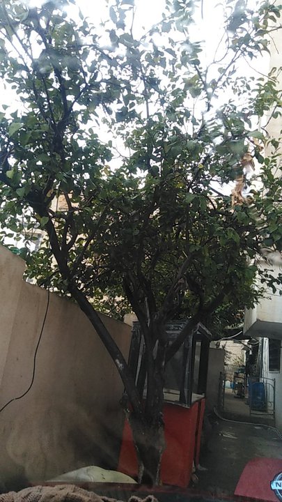 مشاركاتي في أنت الراصد