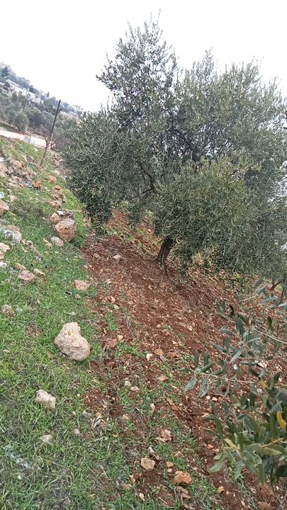 مشاركاتي في أنت الراصد