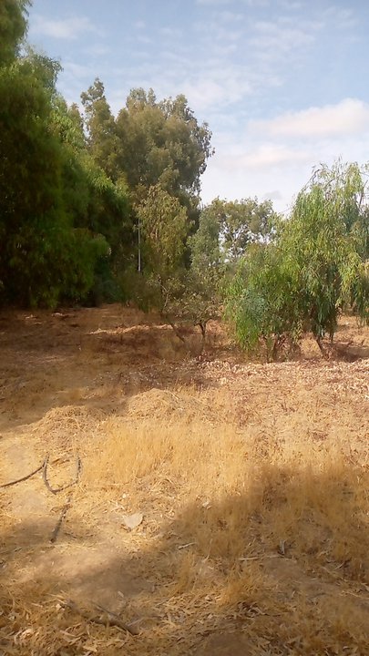 مشاركاتي في أنت الراصد