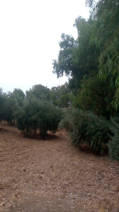 مشاركاتي في أنت الراصد