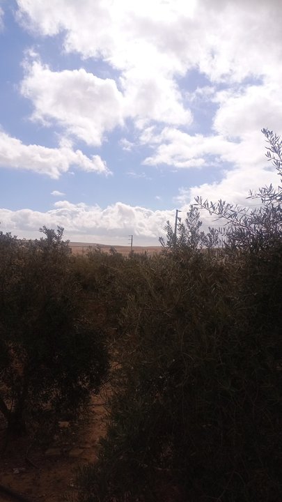 مشاركاتي في أنت الراصد