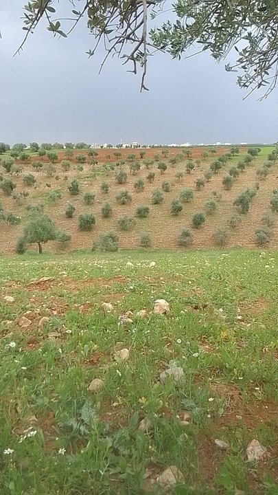 مشاركاتي في أنت الراصد