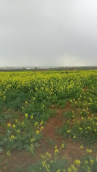 مشاركاتي في أنت الراصد