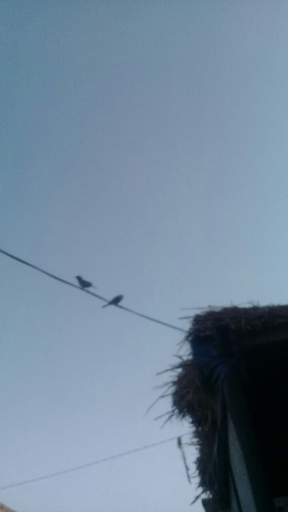 مشاركاتي في أنت الراصد