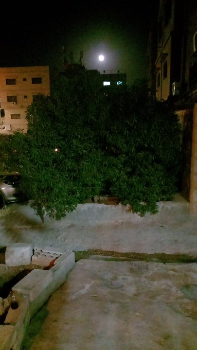 مشاركاتي في أنت الراصد