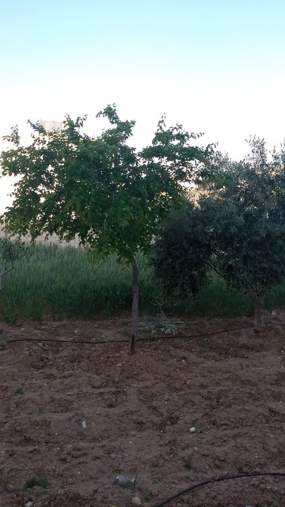 مشاركاتي في أنت الراصد