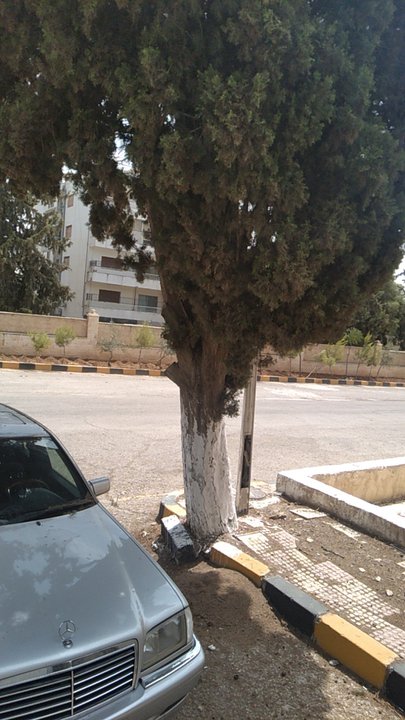 مشاركاتي في أنت الراصد