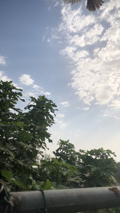 مشاركاتي في أنت الراصد