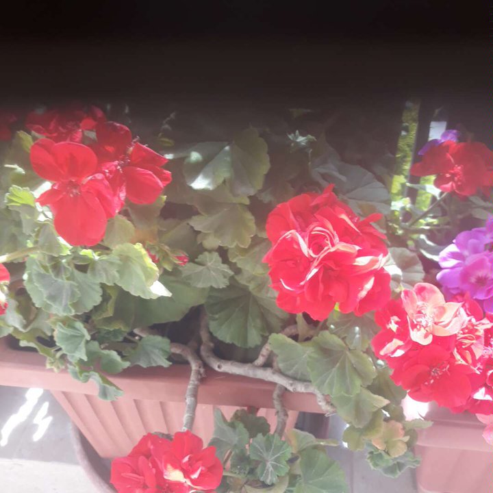 Mes publications Crowdsourcing