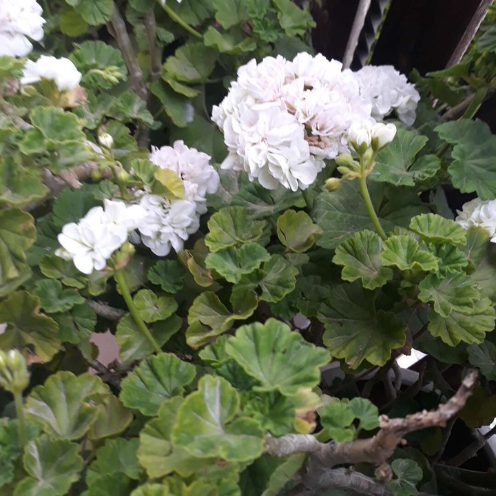 Mes publications Crowdsourcing