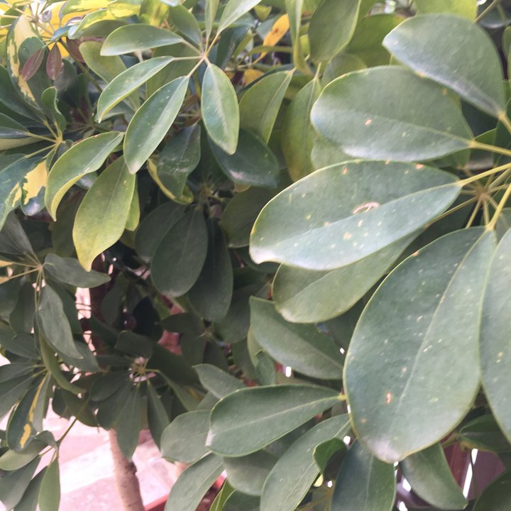 Mes publications Crowdsourcing