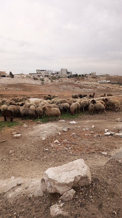 مشاركاتي في أنت الراصد