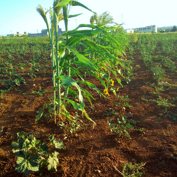 My Crowdsourcing Posts