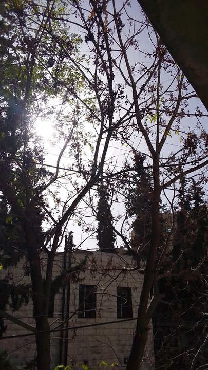 مشاركاتي في أنت الراصد