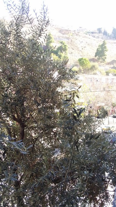 مشاركاتي في أنت الراصد