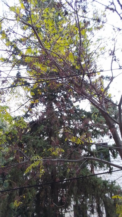 مشاركاتي في أنت الراصد