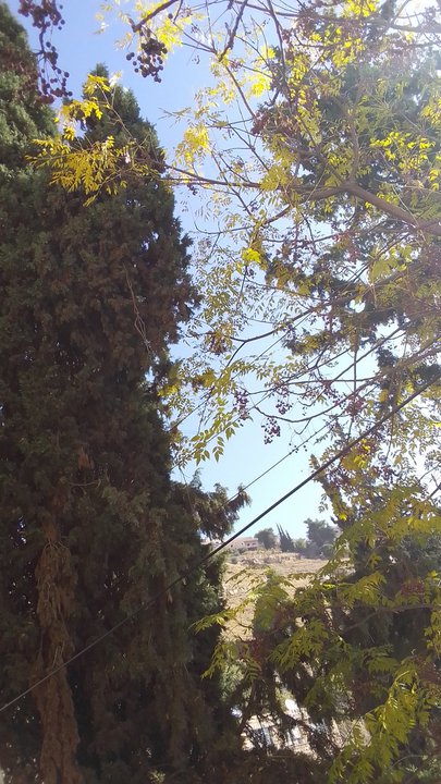 مشاركاتي في أنت الراصد