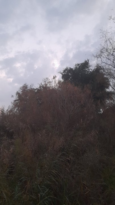 مشاركاتي في أنت الراصد