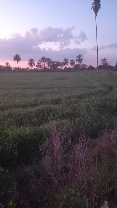 مشاركاتي في أنت الراصد