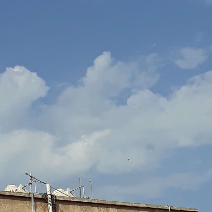 مشاركاتي في أنت الراصد