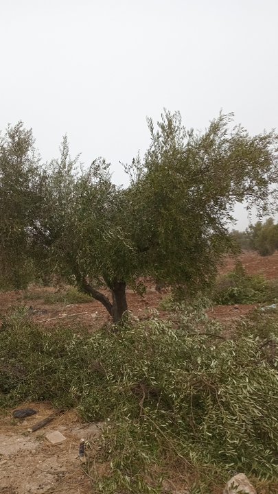 مشاركاتي في أنت الراصد