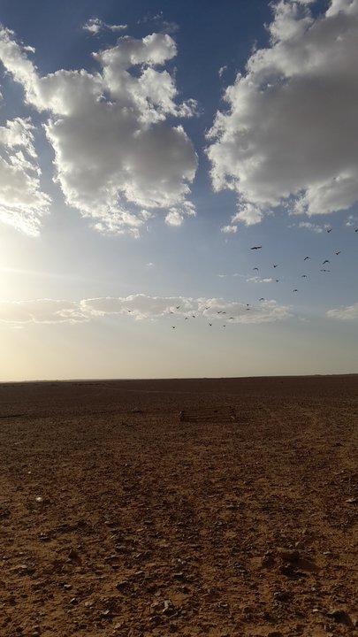 مشاركاتي في أنت الراصد