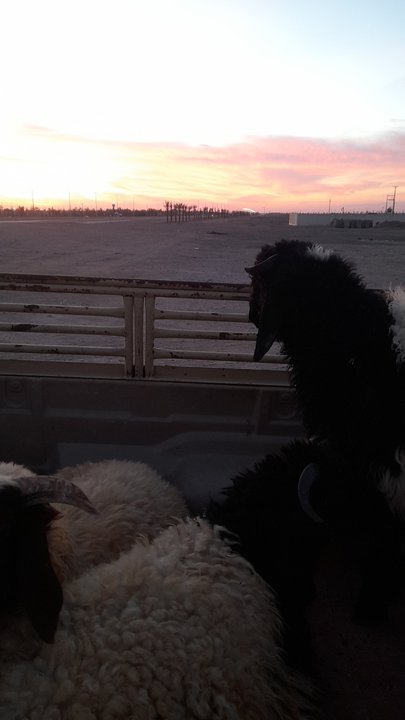 Mes publications Crowdsourcing