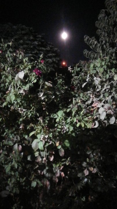 مشاركاتي في أنت الراصد