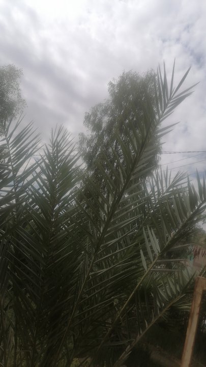 مشاركاتي في أنت الراصد