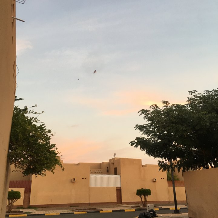 مشاركاتي في أنت الراصد